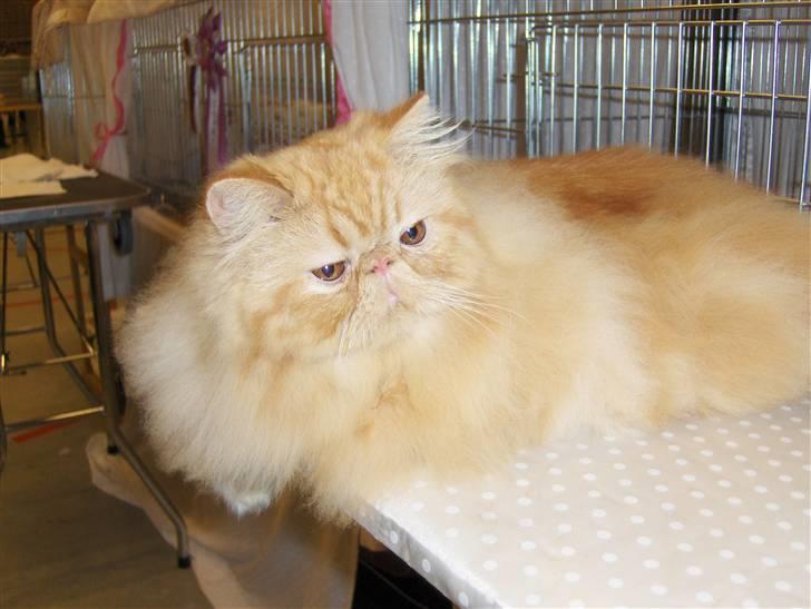 Perser Leopold - Udstilling Hillerød, Leo 8 mdr. billede 3