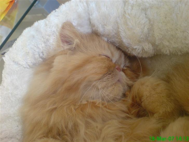 Perser Leopold billede 4