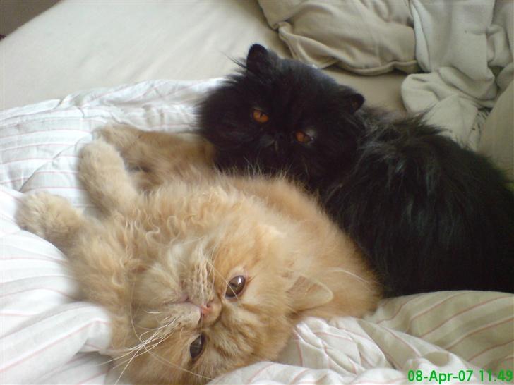 Perser Leopold - Så er der dømt hygge billede 5