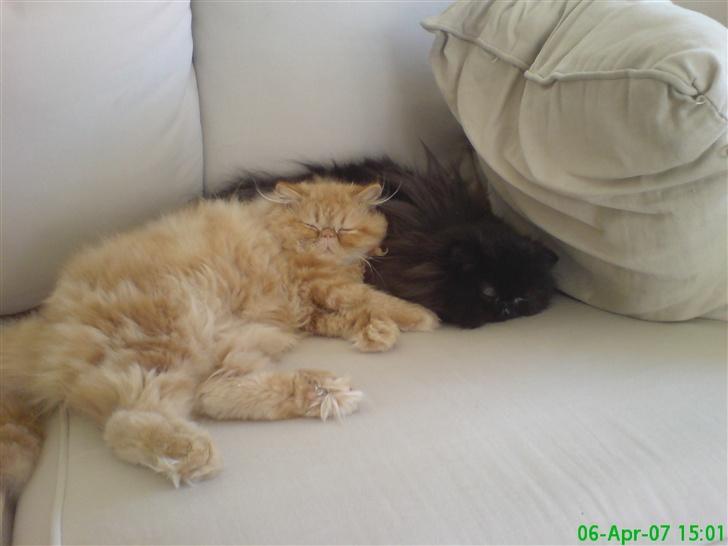 Perser Leopold billede 6