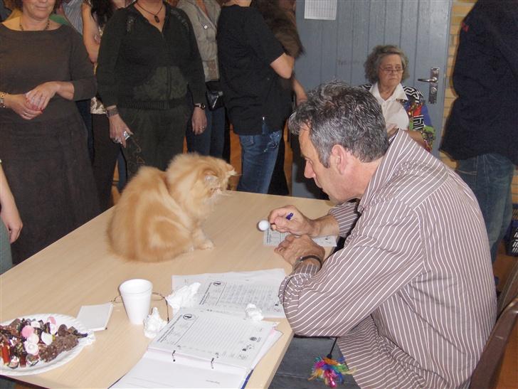 Perser Leopold - Udstilling i Tune, Leo 5 mdr. billede 7