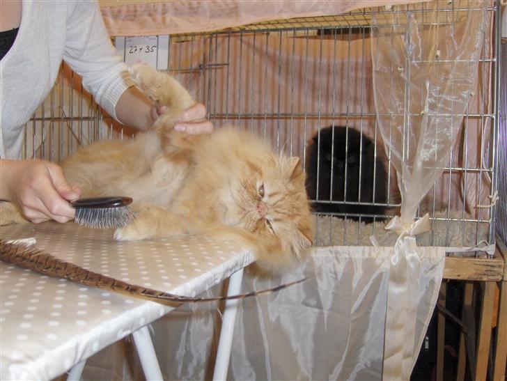 Perser Leopold - Med mor på udstilling, Tune billede 8