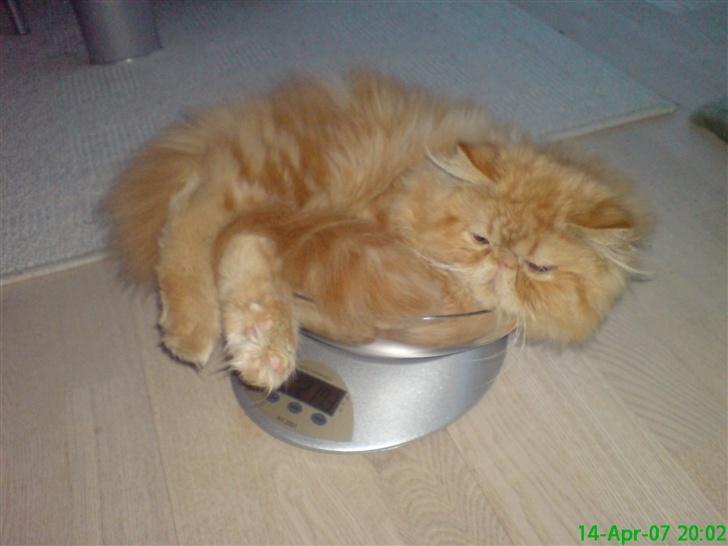 Perser Leopold billede 9