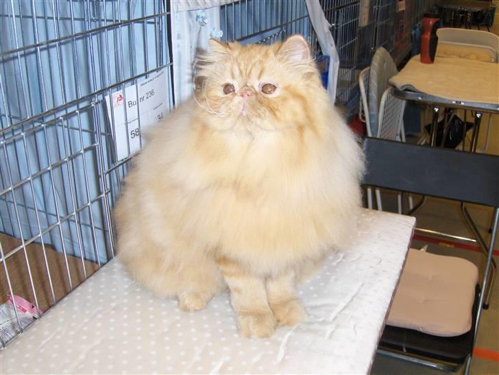 Perser Leopold billede 12