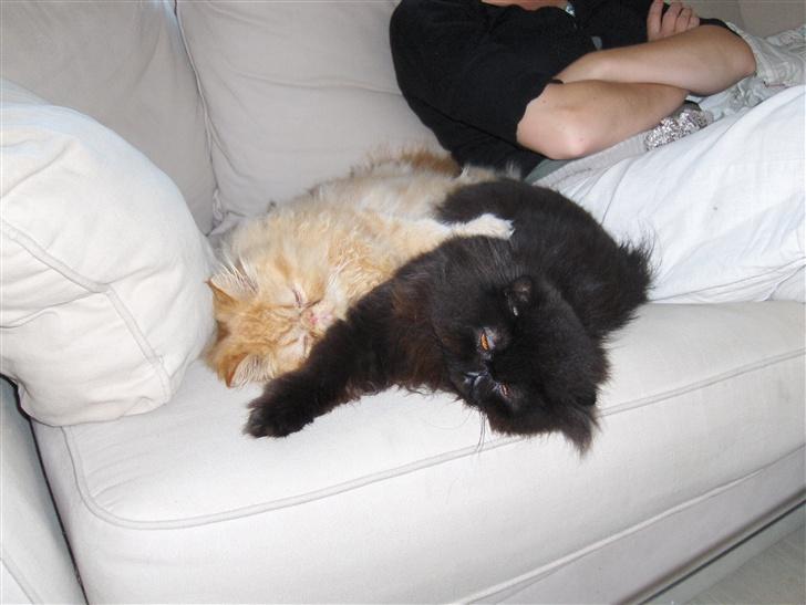 Perser Leopold billede 13