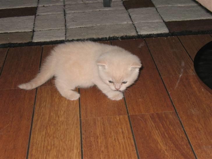 British Shorthair Zeus - Der var engang............. -Men det er efterhånden længe siden...... billede 14