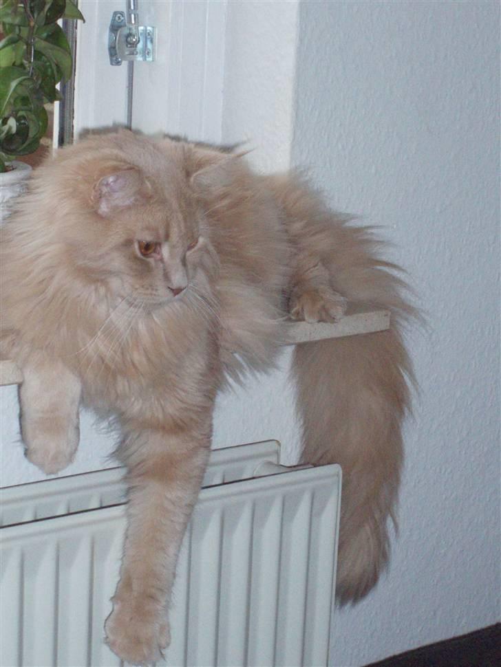 Maine Coon Lundens Volle billede 17