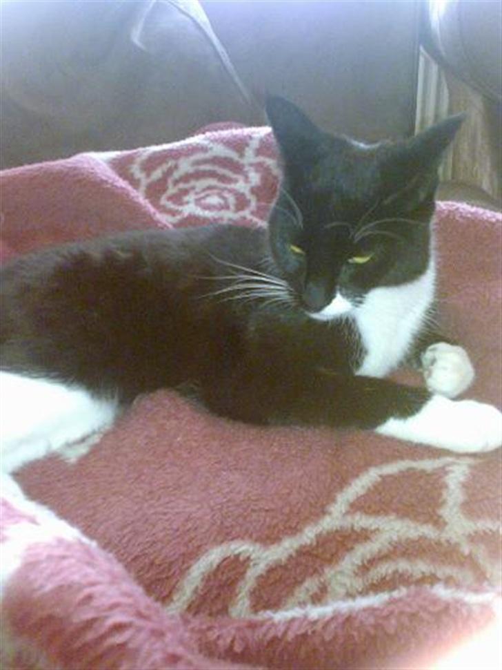 Huskat Harley solgt til Stella J billede 5