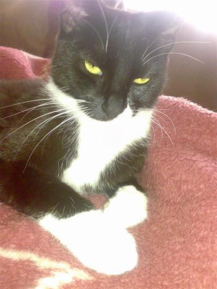 Huskat Harley solgt til Stella J billede 6