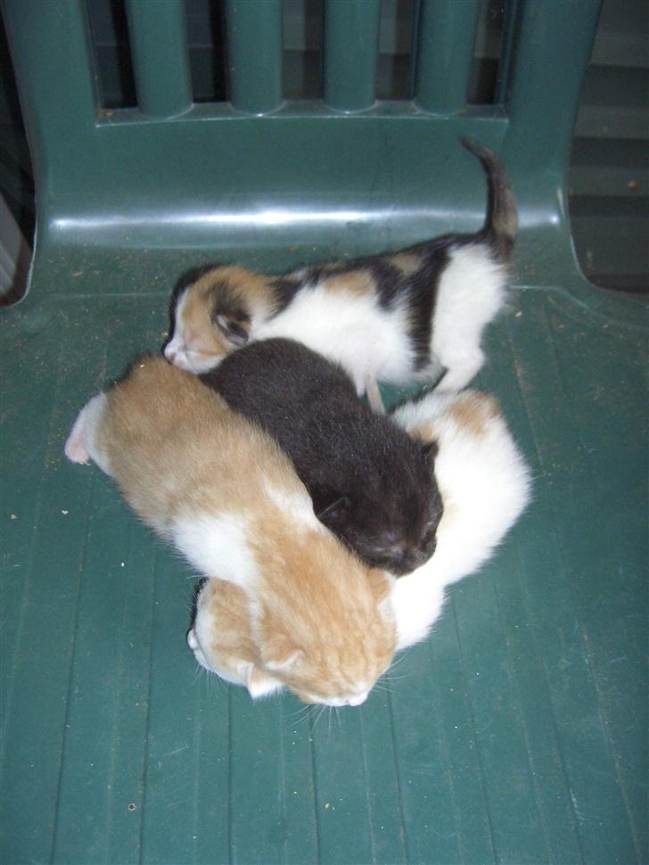 Blanding af racer Katten i haven (Missemor) - juni 2007 billede 14
