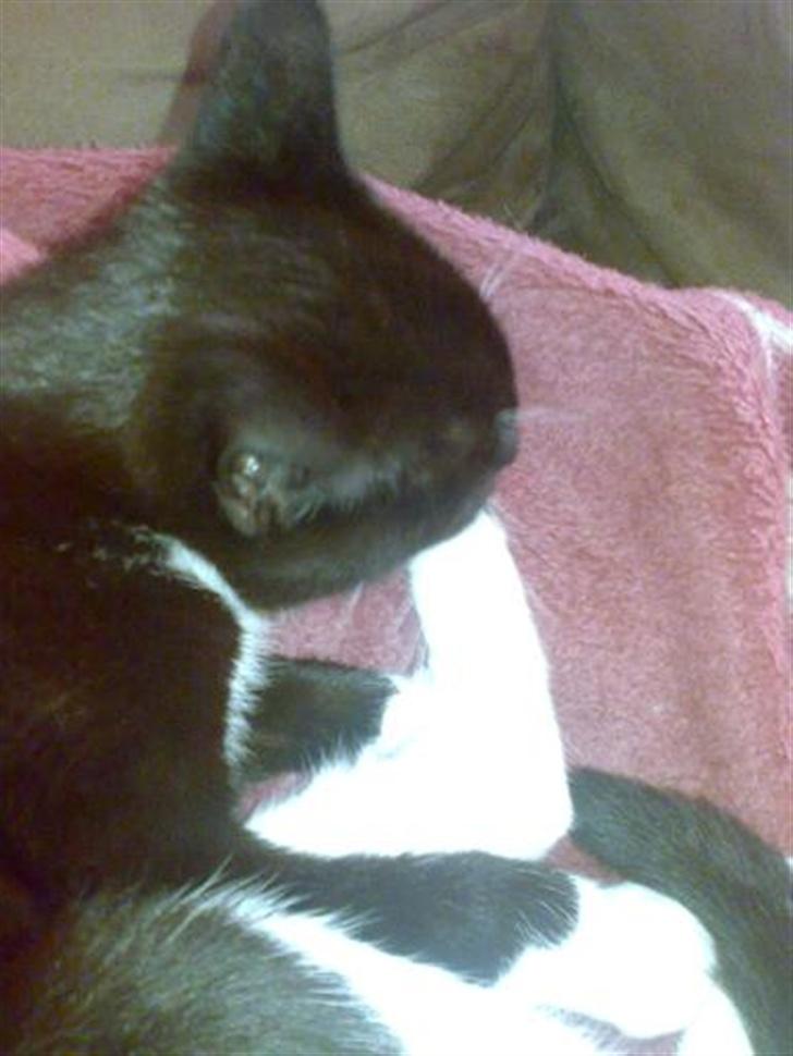 Huskat Harley solgt til Stella J billede 7