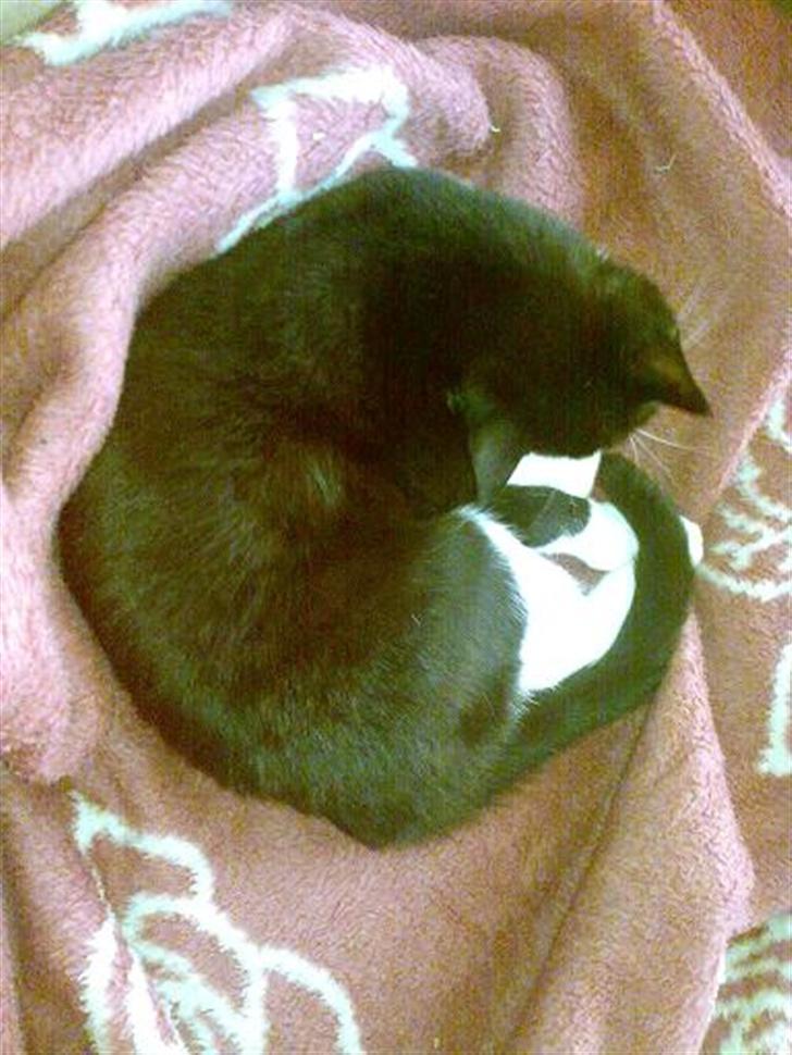 Huskat Harley solgt til Stella J billede 8