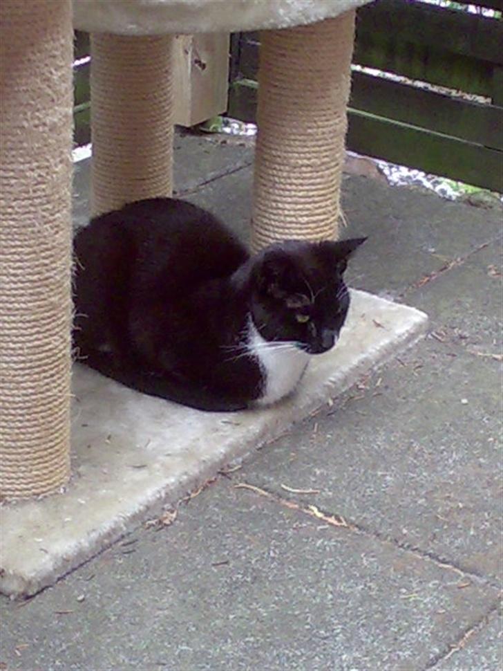 Huskat Harley solgt til Stella J billede 9