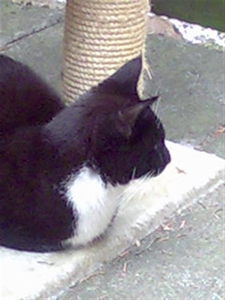 Huskat Harley solgt til Stella J billede 10