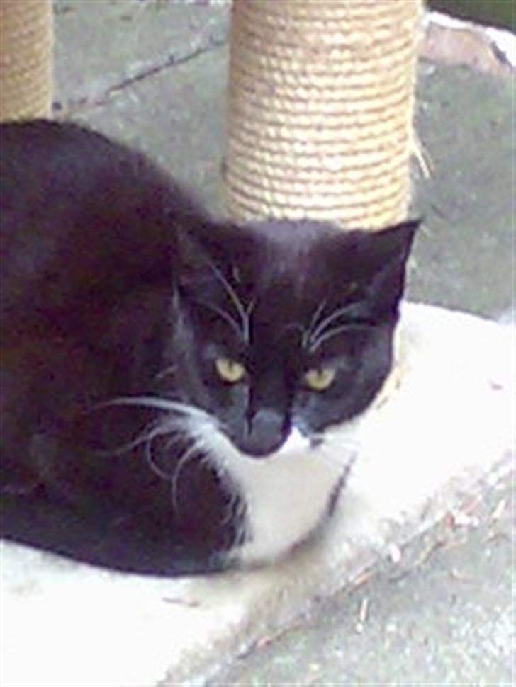 Huskat Harley solgt til Stella J billede 11