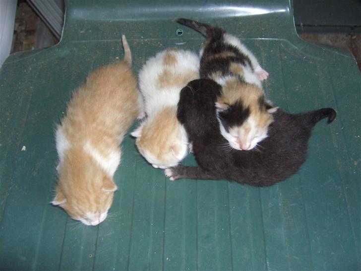 Blanding af racer Katten i haven (Missemor) - juni 2007 billede 15