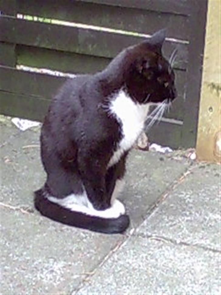 Huskat Harley solgt til Stella J billede 12