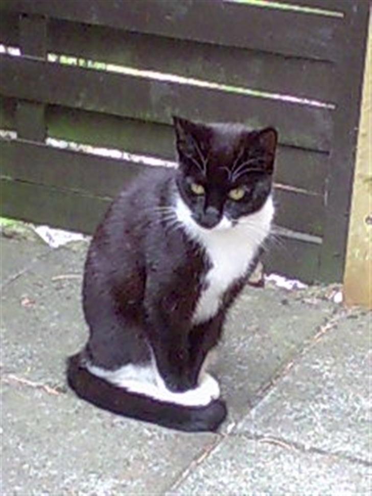 Huskat Harley solgt til Stella J billede 13