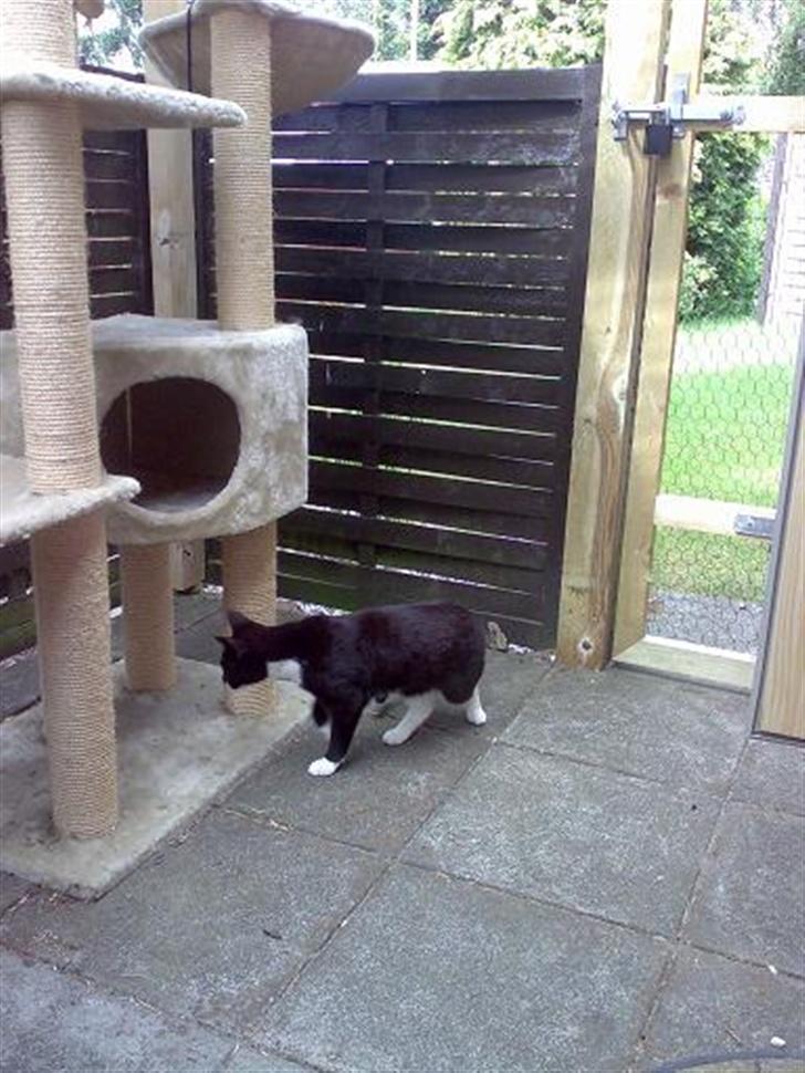 Huskat Harley solgt til Stella J billede 14