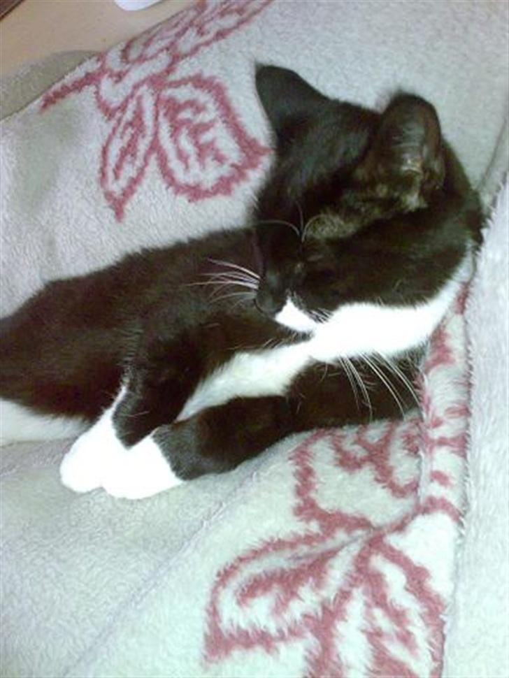 Huskat Harley solgt til Stella J billede 15