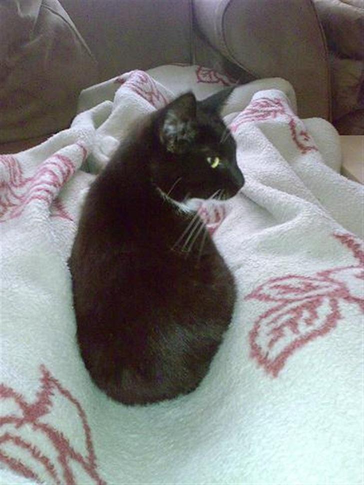 Huskat Harley solgt til Stella J billede 16