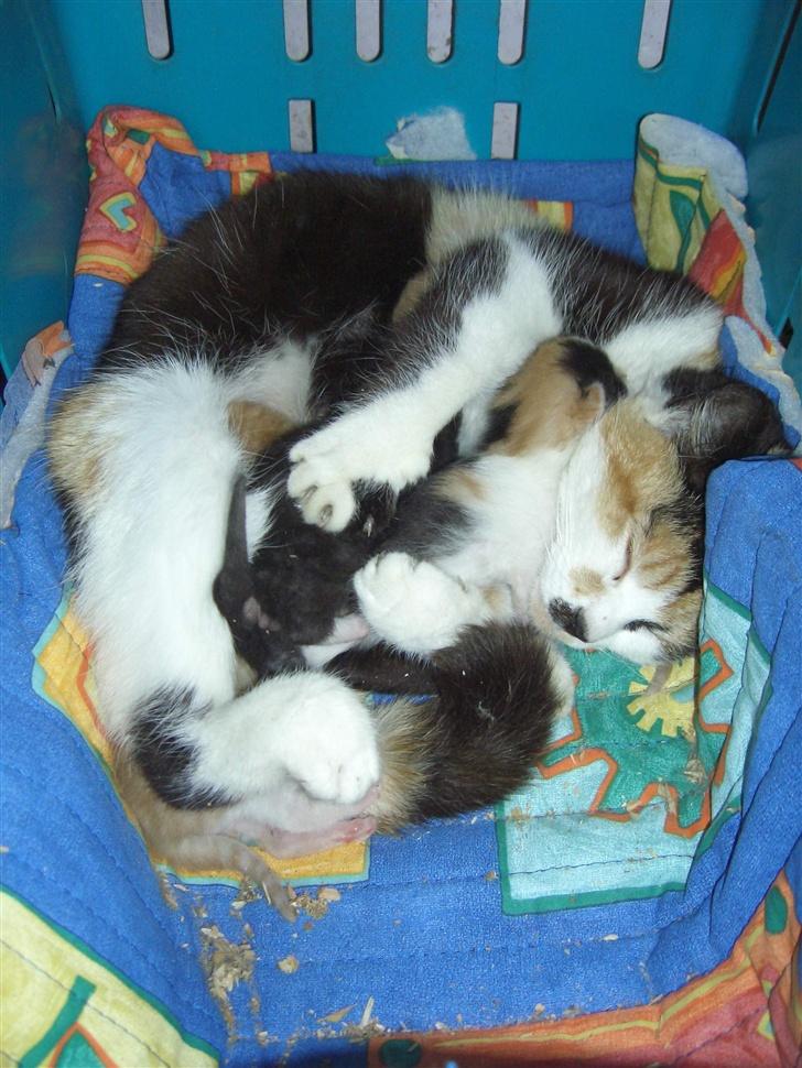 Blanding af racer Katten i haven (Missemor) - juni 2007 billede 16