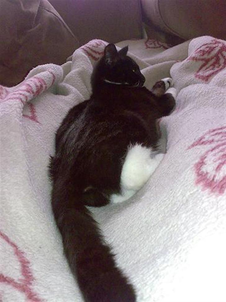 Huskat Harley solgt til Stella J billede 17