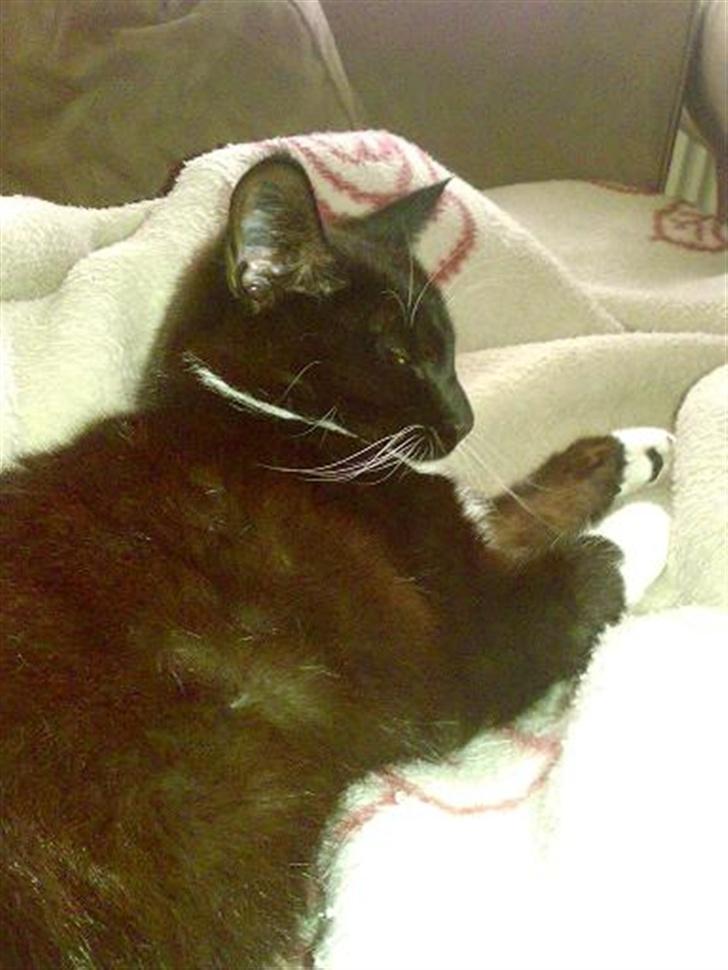 Huskat Harley solgt til Stella J billede 18