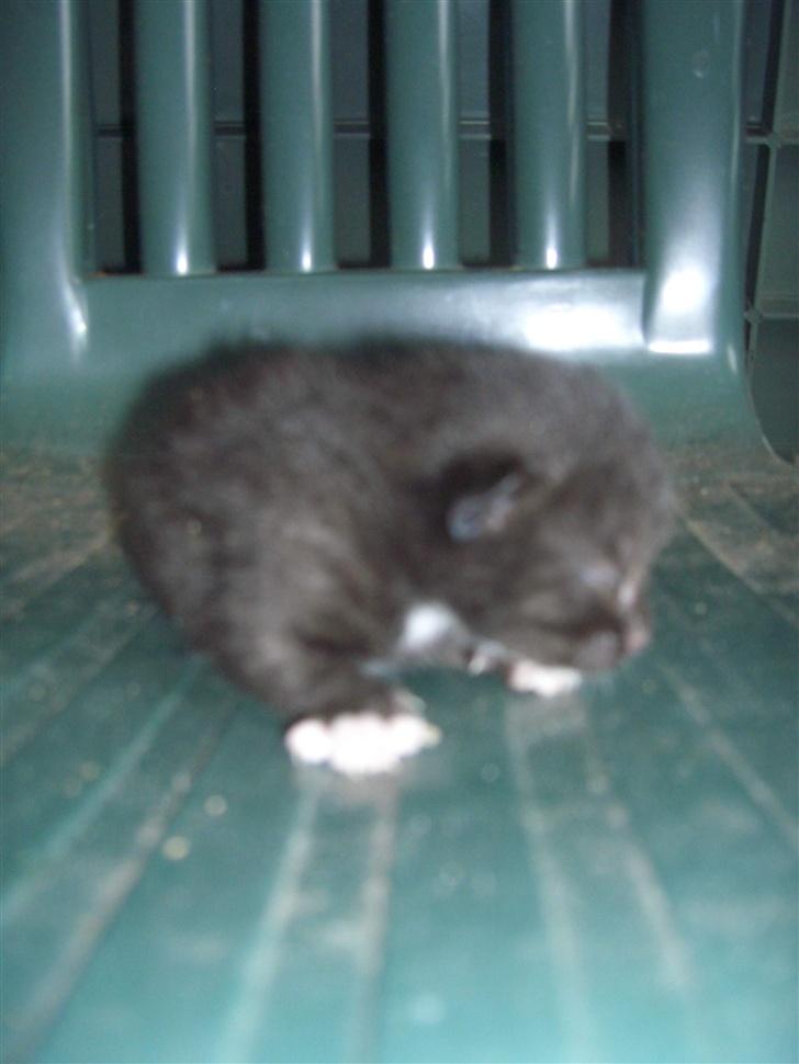 Blanding af racer Katten i haven (Missemor) - juni 2007 billede 17