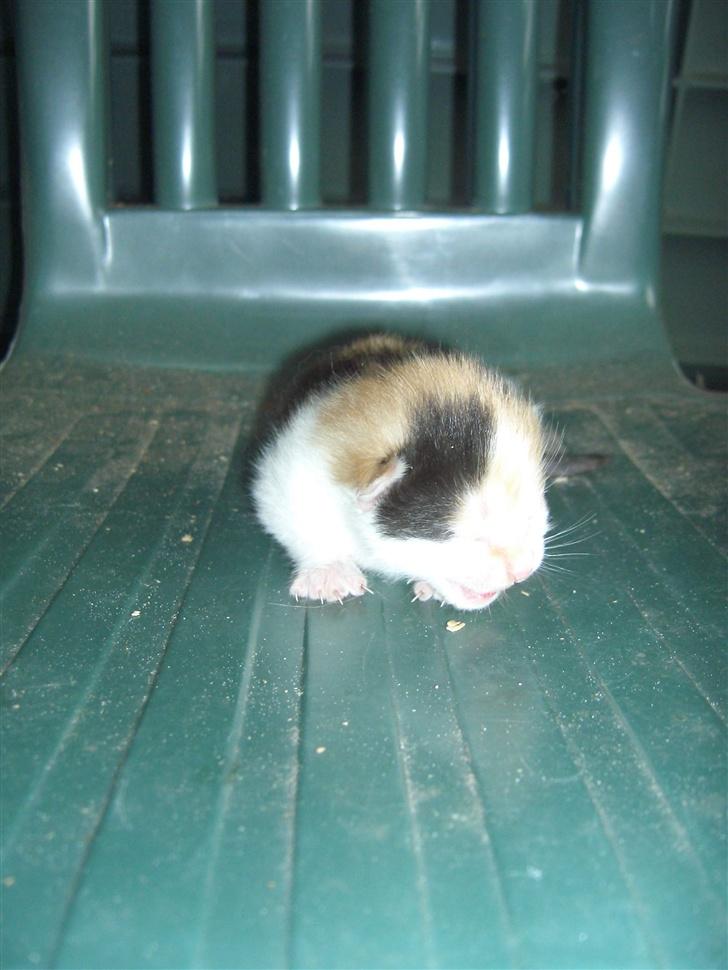Blanding af racer Katten i haven (Missemor) - juni 2007 billede 18