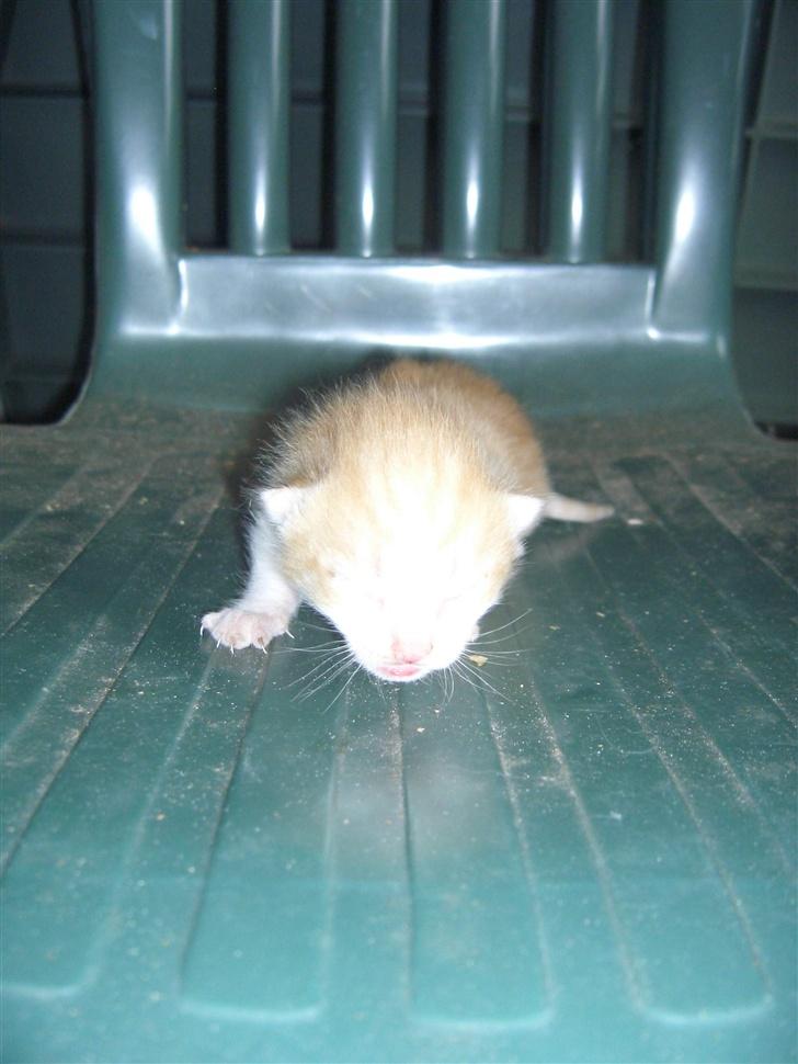Blanding af racer Katten i haven (Missemor) - juni 2007 billede 19