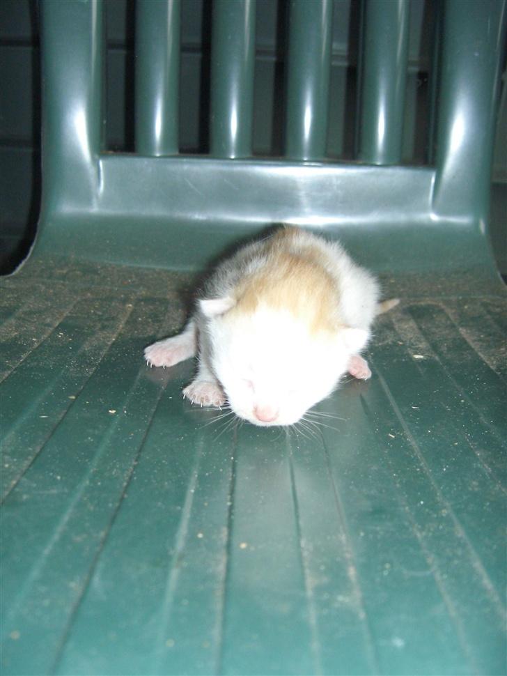 Blanding af racer Katten i haven (Missemor) - juni 2007 billede 20