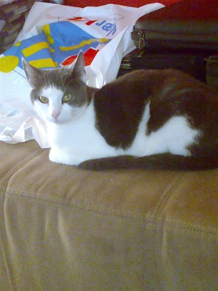 Huskat Dipzi billede 18