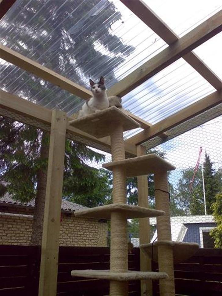 Huskat Dipzi billede 19