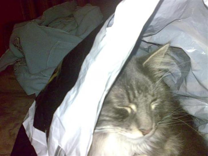 Blanding af racer Taz - elsker at ligge i en pose billede 17