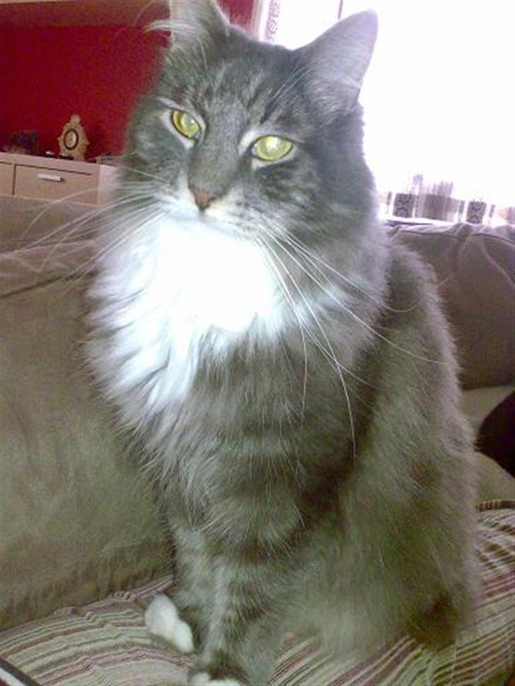 Blanding af racer Taz billede 18