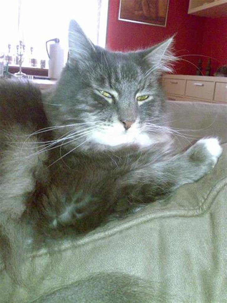 Blanding af racer Taz billede 19