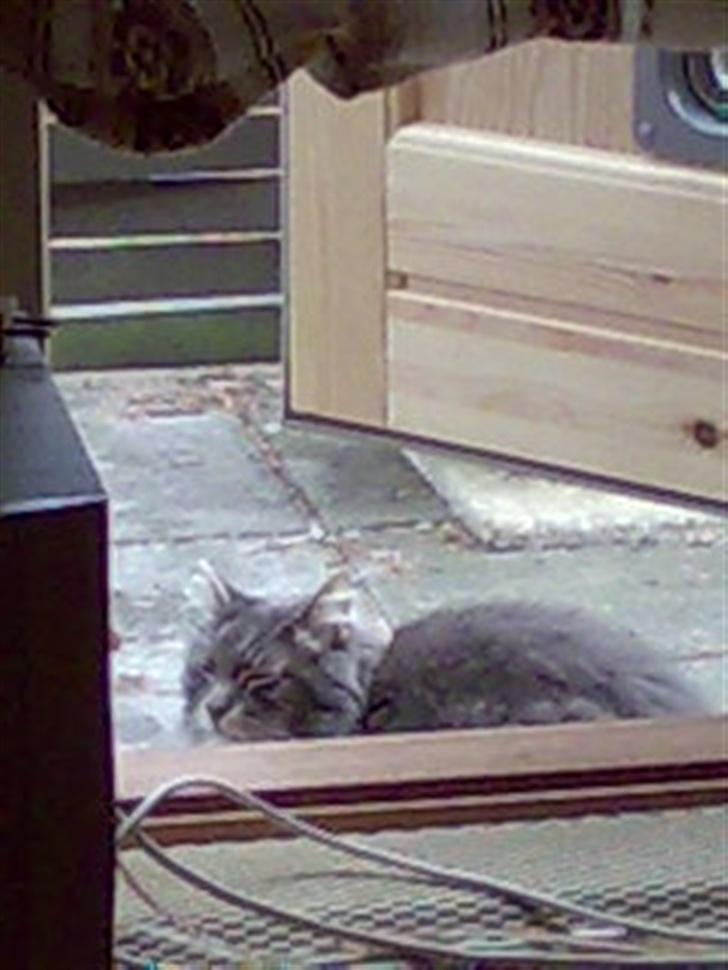 Blanding af racer Taz - ligger på min nye taresse billede 20