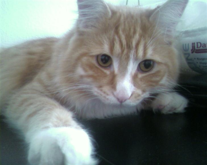 Blanding af racer Mutte billede 7