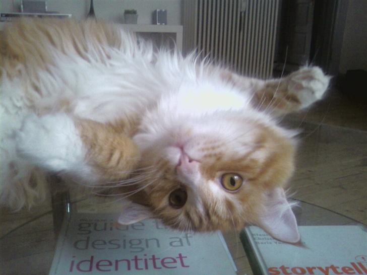 Blanding af racer Mutte billede 8