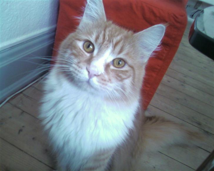 Blanding af racer Mutte billede 9