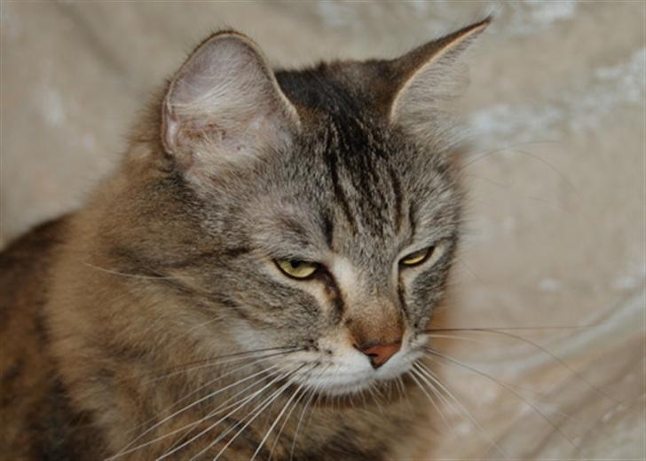 Maine Coon Tudi  - "Gå nu væk!! med det kamera" billede 1