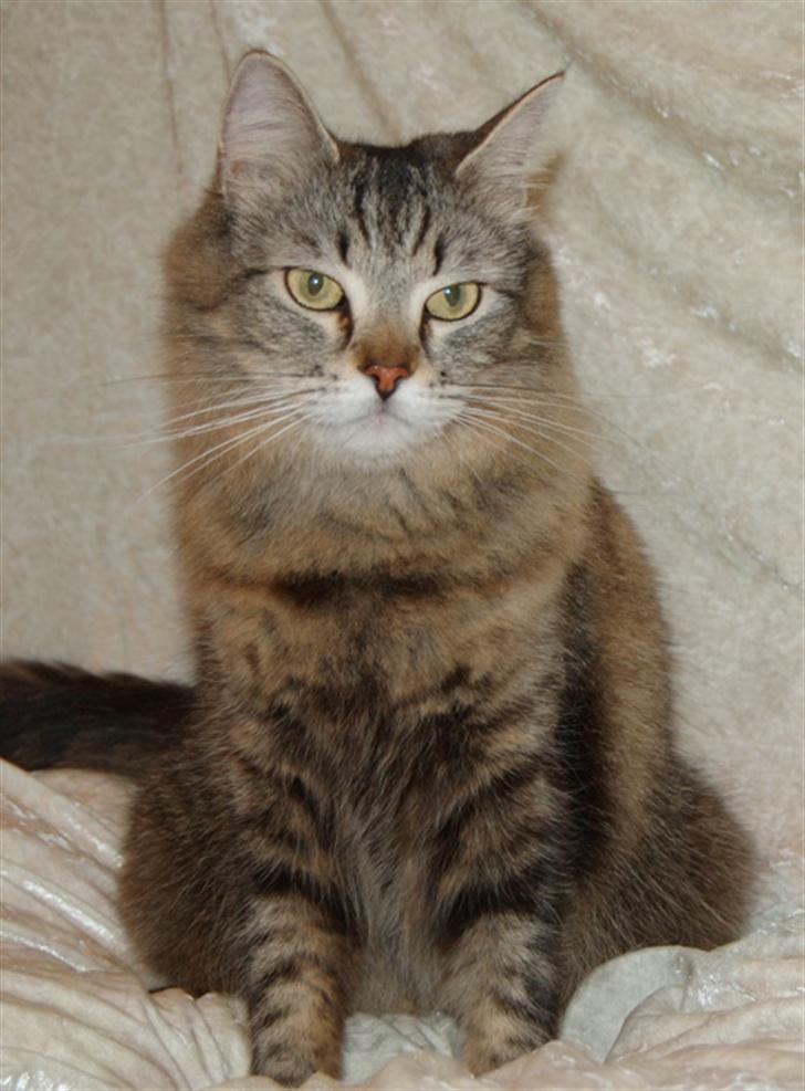 Maine Coon Tudi  - "Okay.. Nu skal jeg se fin ud!" billede 2