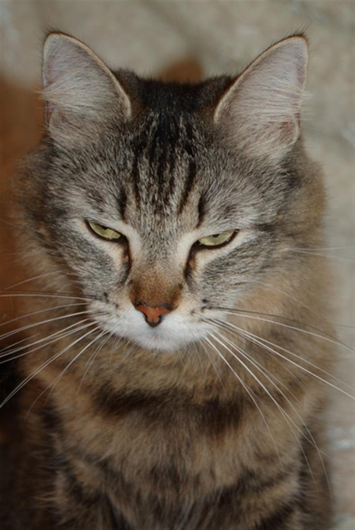 Maine Coon Tudi  - Hmm.. billede 3