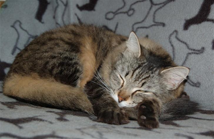 Maine Coon Tudi  - Nat Nat billede 4