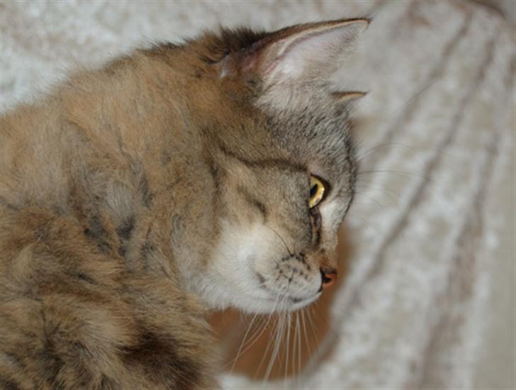 Maine Coon Tudi  - Lækker mis <3 <3 <3 billede 5