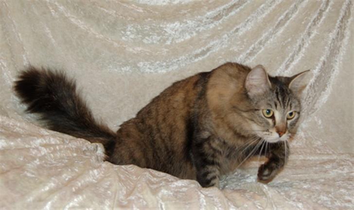 Maine Coon Tudi  - "Nu går jeg altså... gider da ikke sidde her og se fin ud, hele dagen" :) billede 6