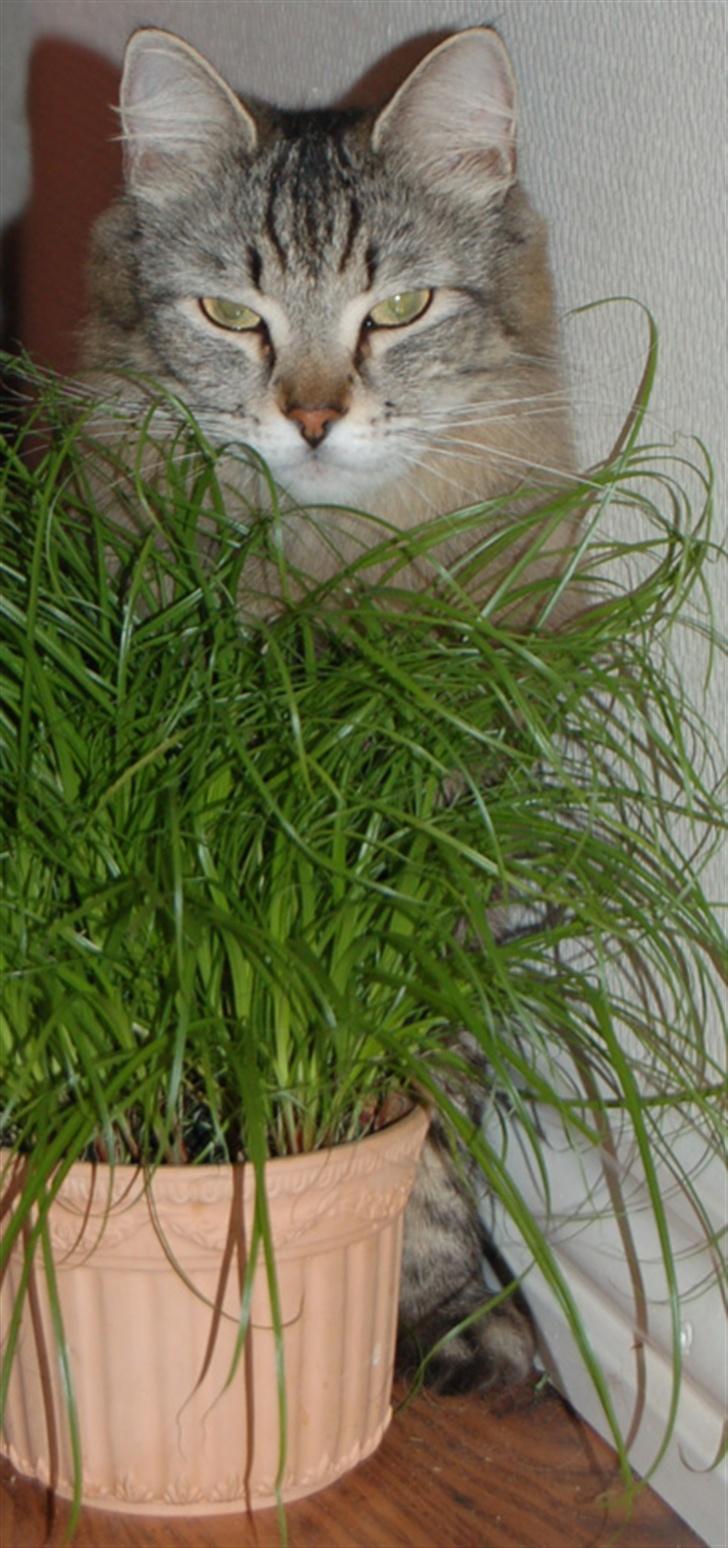 Maine Coon Tudi  - Tudi, og hendes elskede kattegræs.. billede 8