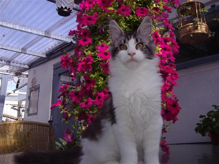 Maine Coon Coon Danica's Sex Bomb  - Sex Bomb, 17 uger billede 8