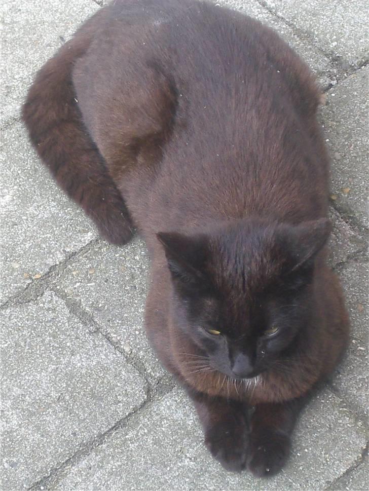 Huskat Gun billede 10